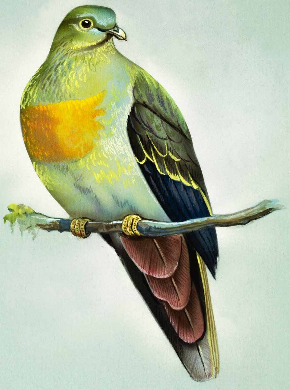 Grote groene duif (gouache op papier) door Bert Illoss