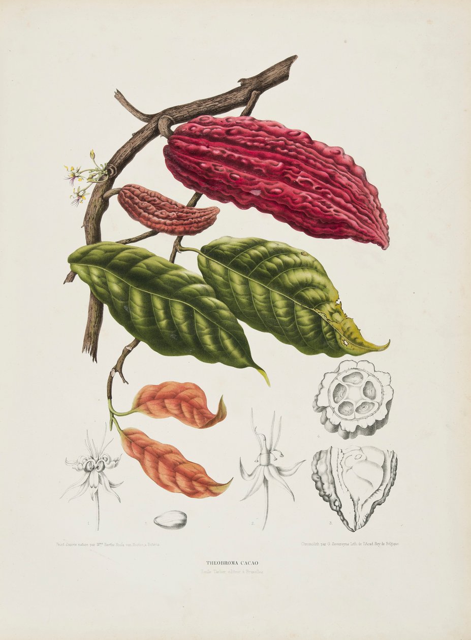 Theobroma, Cacaoboom, ca. 1840-1890 door Berthe Hoola van Nooten