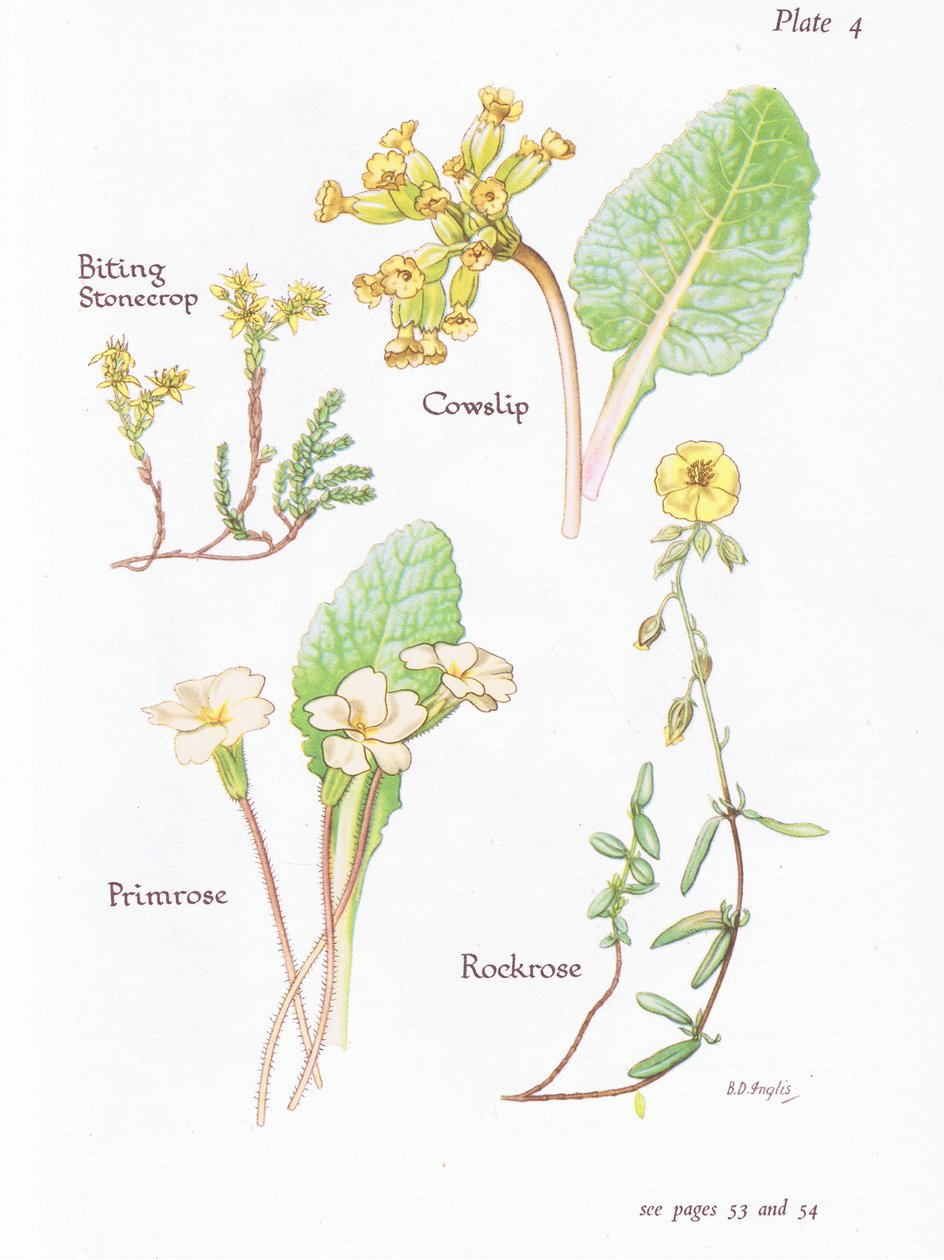 Muurpeper, Sleutelbloem, Zonneroosje, Primula door Bessie D. Inglis