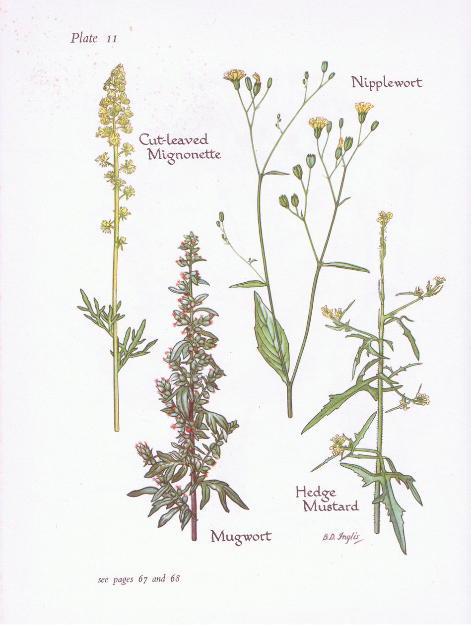 Gesneden Reseda, Bijvoet, Melkkruid, Heggenrank door Bessie D. Inglis