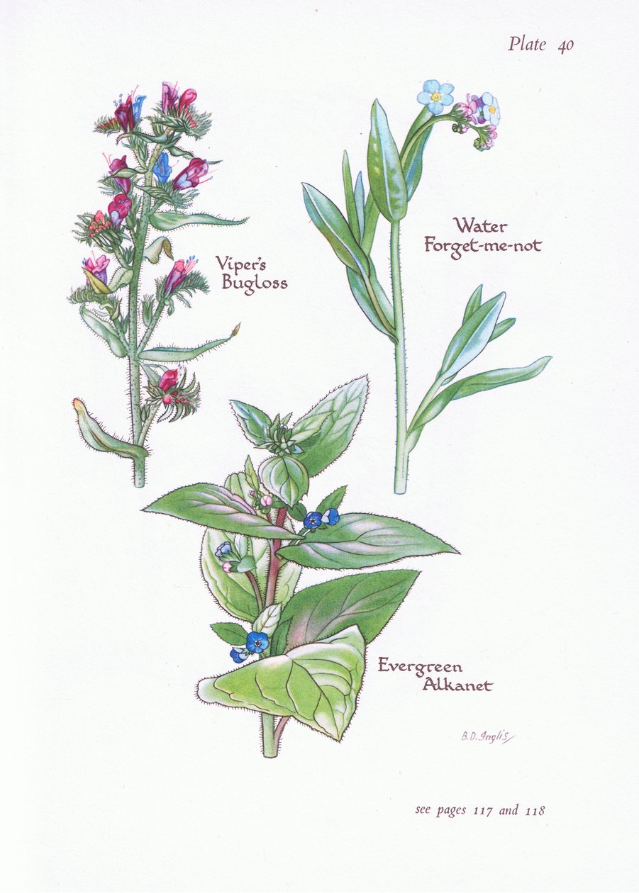 Evergreen alkanet, slangenkruid, water vergeet-me-niet door Bessie D. Inglis