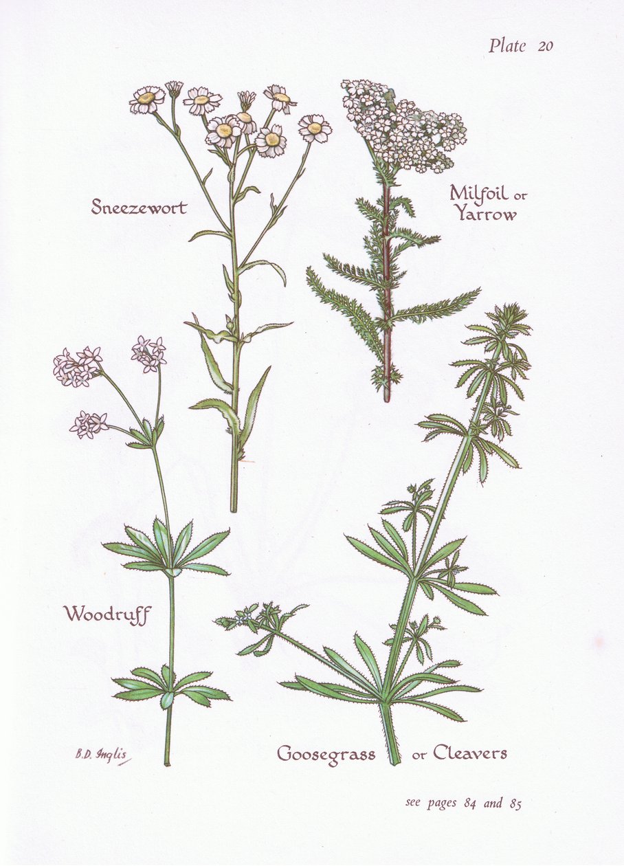 Duizendblad, Walstro, Kleefkruid door Bessie D. Inglis