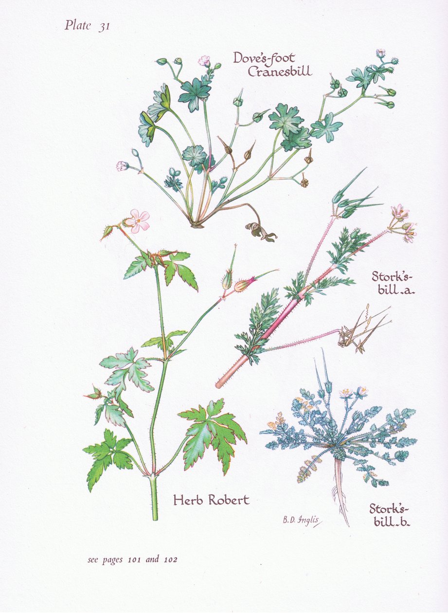 Reigersbek, duivenvoet, ooievaarsbek, robertskruid door Bessie D. Inglis