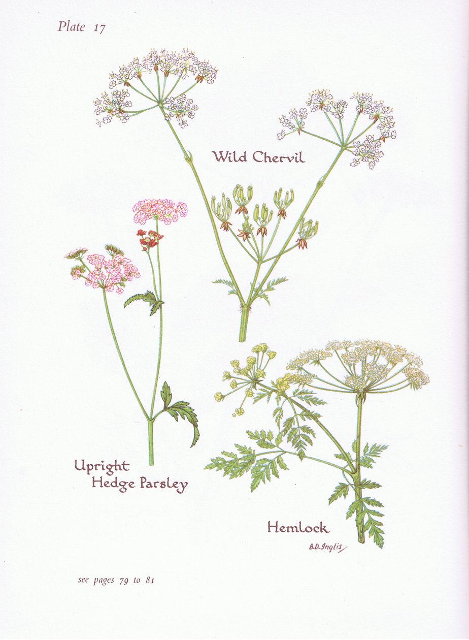 Wilde Kervel, Gevlekte Scheerling, Gladde Fluitenkruid door Bessie D. Inglis