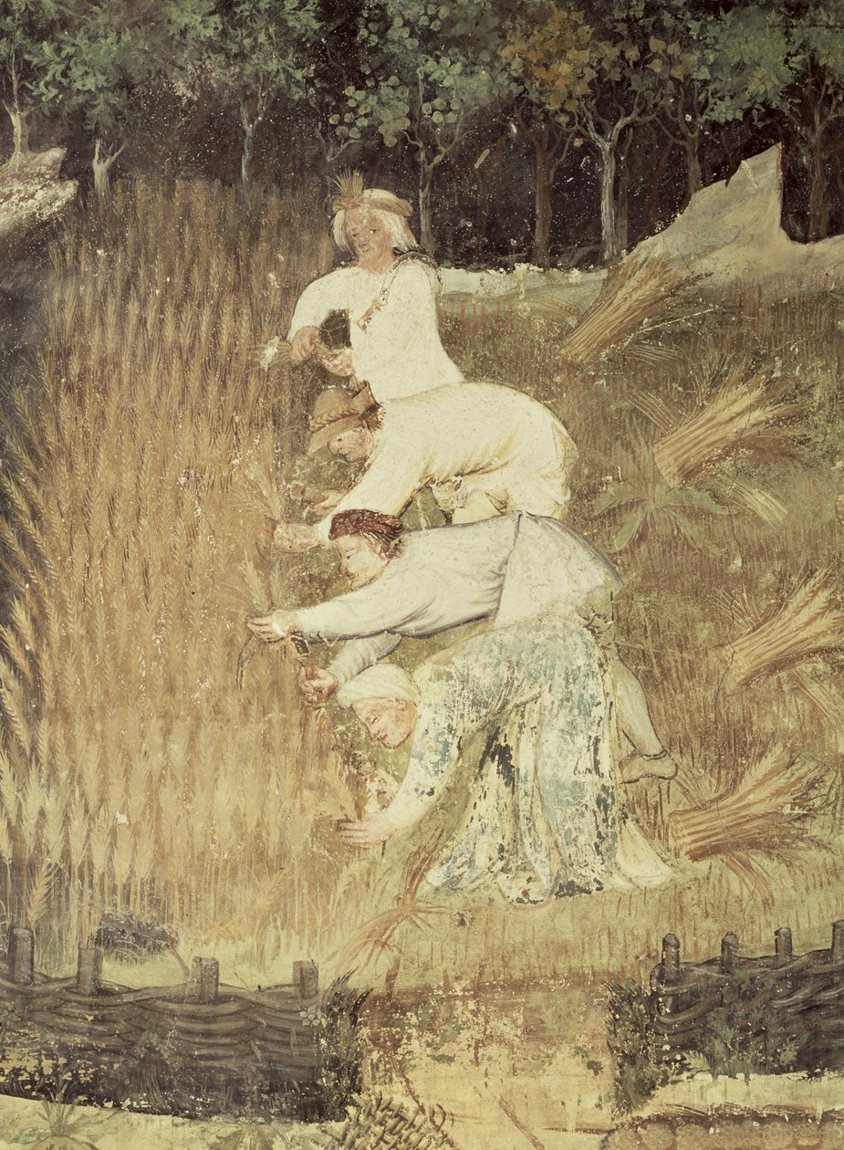 De maand augustus, detail van de oogst, ca. 1400 door Bohemian School