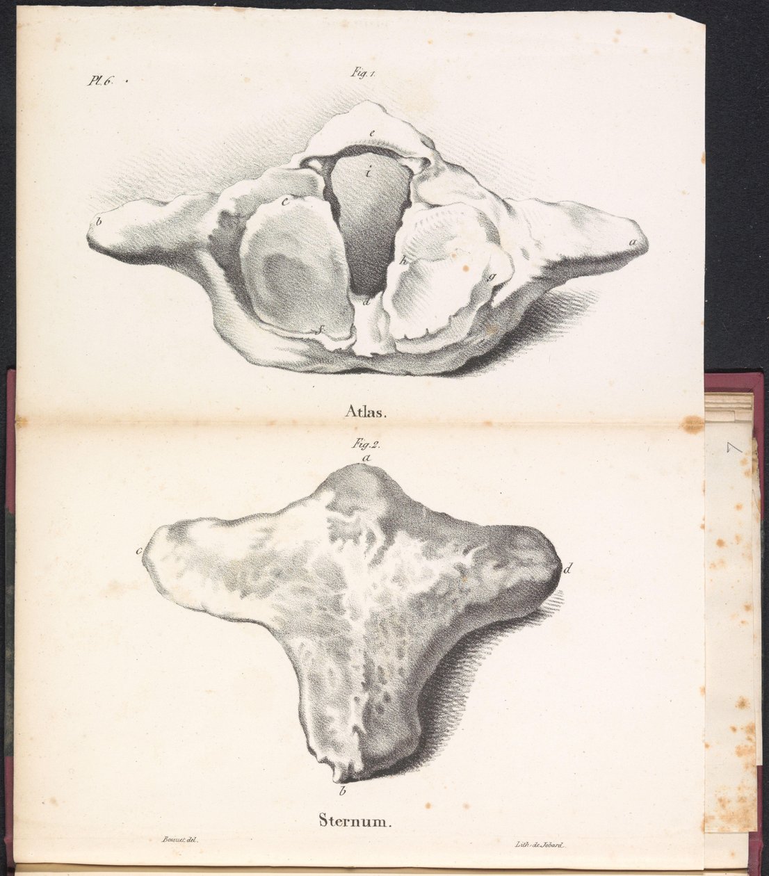 Atlas en sternum van de walvis, 1827 door Bossuet