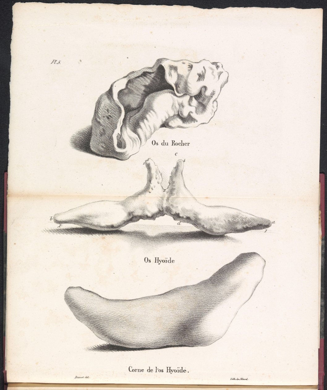 Drie delen van het tongbeen van de walvis, 1827 door Bossuet