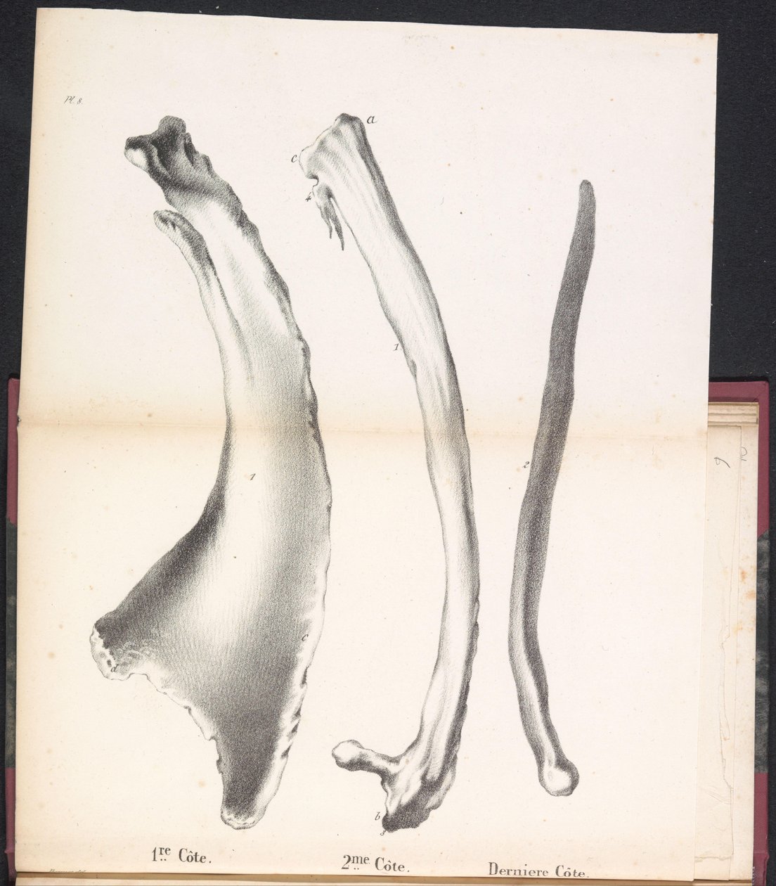Drie ribben van de walvis, 1827 door Bossuet