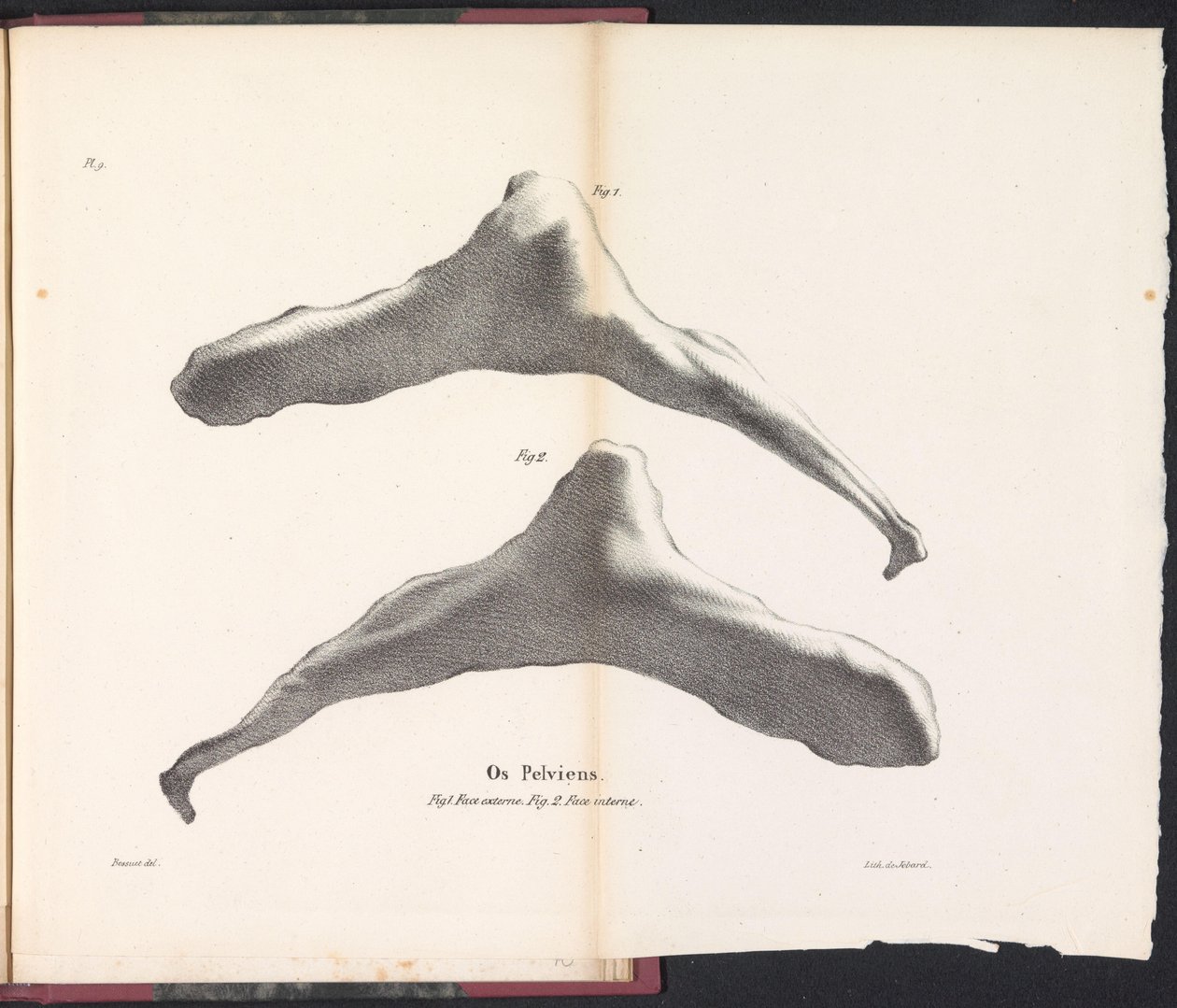 Heupbeen van de walvis, 1827 door Bossuet