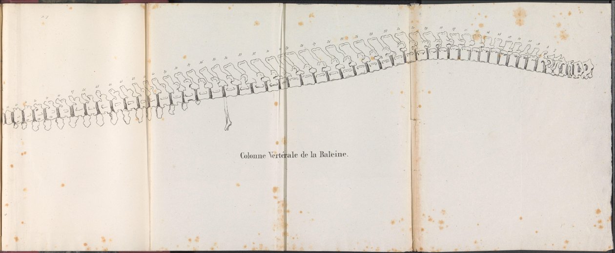 Ruggengraat van de walvis door Bossuet