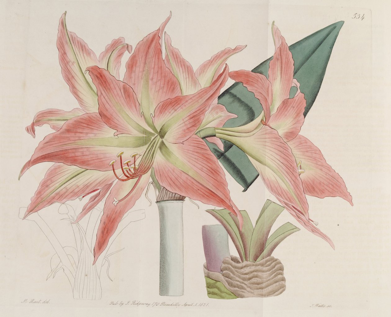 Hippeastrum striatum door Botanical Register