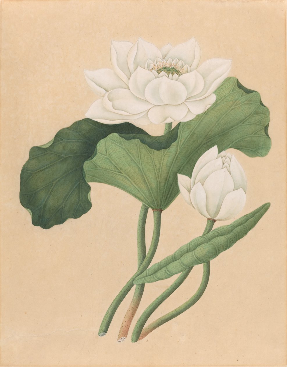 Oost-Indische Lotus (Nelumbo nucifera) door British 19th Century