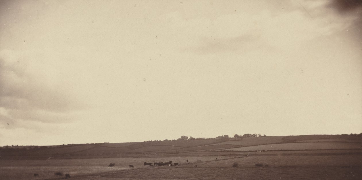 Gezicht op velden met koeien,jaren 1850-1860 (foto) door British Photographer