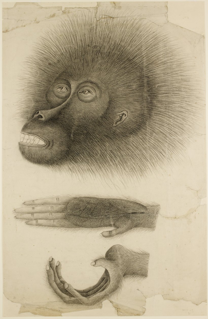 Het hoofd en de handen van een orang-oetan, c.1818-30 door British School