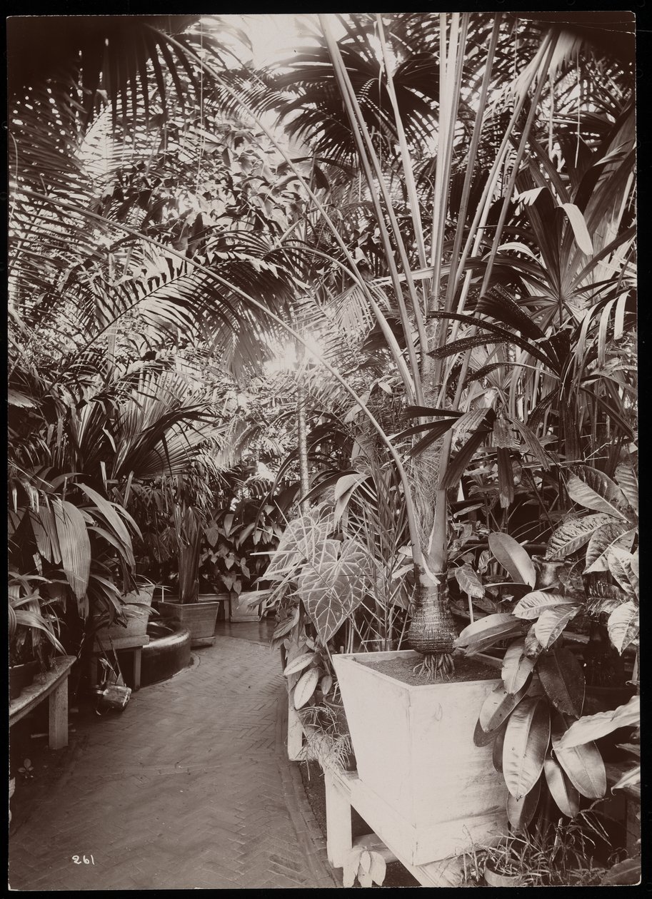 Planten in een kas op het Helen Gould landgoed in Tarrytown, New York door Byron Company