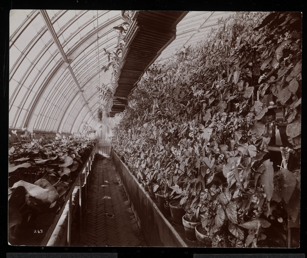 Orchideeën in een kas op het Helen Gould landgoed (voormalige Jay Gould residentie) in Tarrytown, New York, 1894 door Byron Company