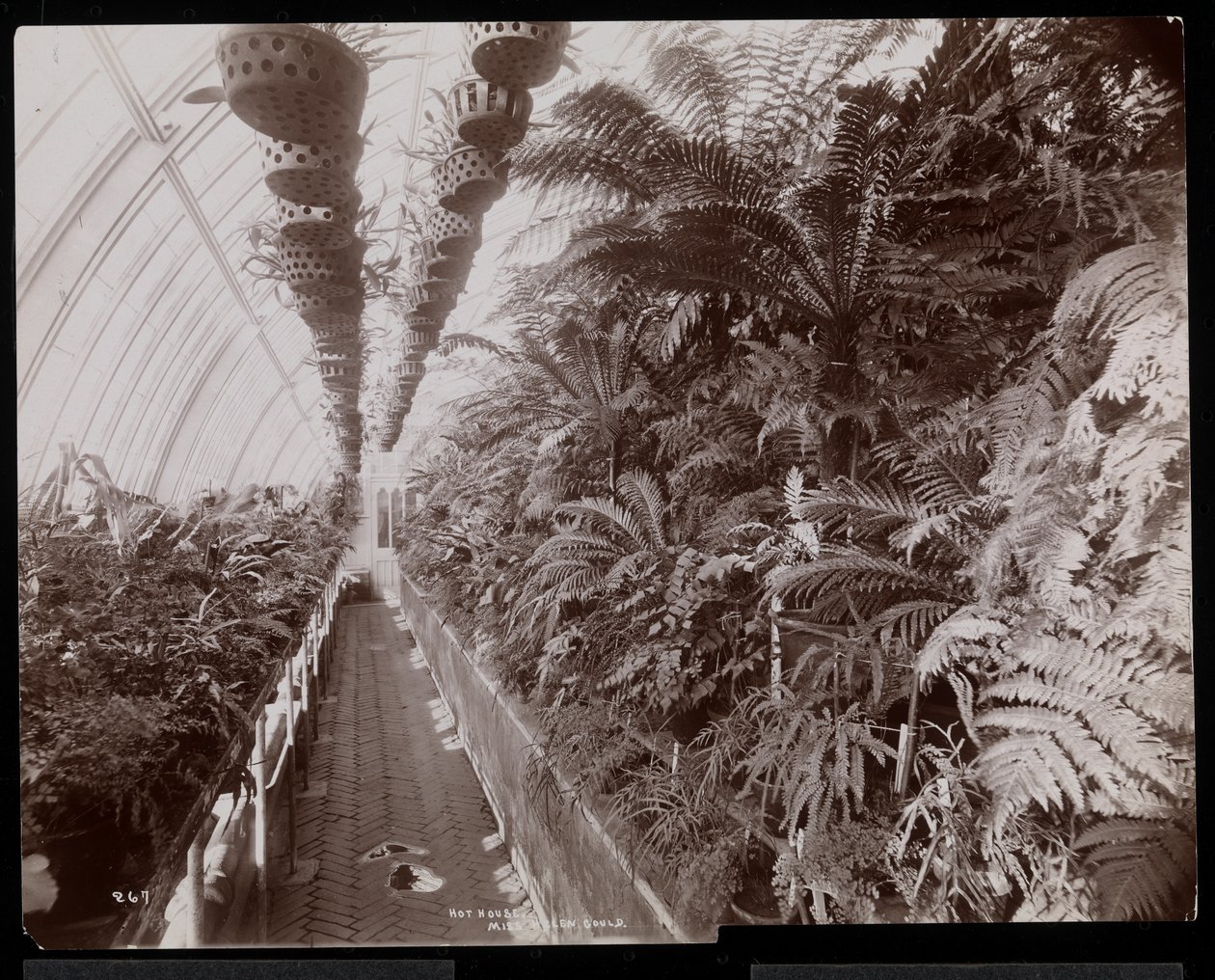 Planten in een Kas op het Helen Gould Landgoed (voormalige Jay Gould Residentie) in Tarrytown, New York door Byron Company