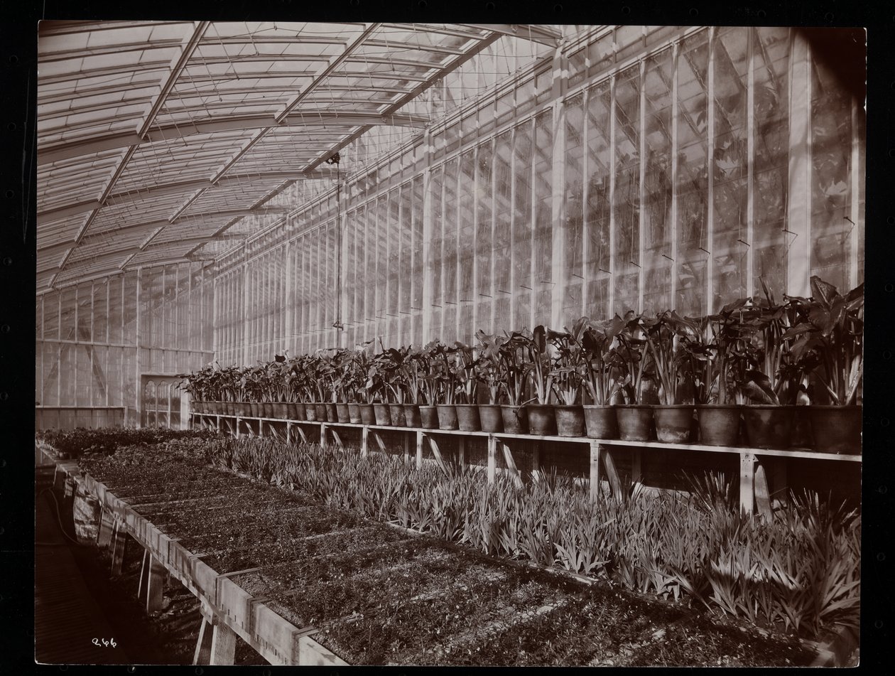 Planten in een kas op het Helen Gould landgoed (voormalige Jay Gould residentie) in Tarrytown, New York, 1894 door Byron Company