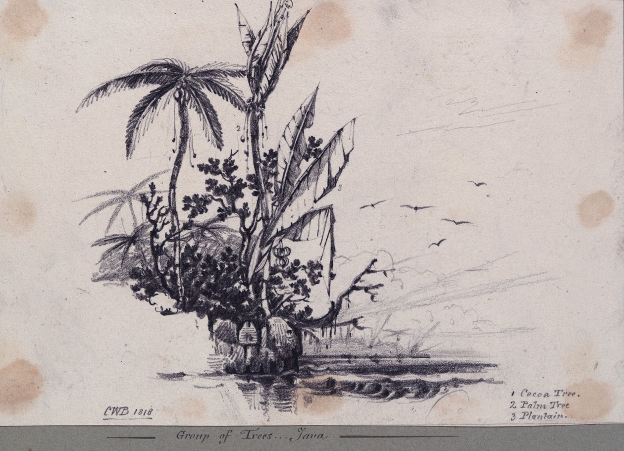 Groep bomen.... Java. 1. Cacaoboom, 2. Palmboom, 3. Bananenboom door C.W. Browne