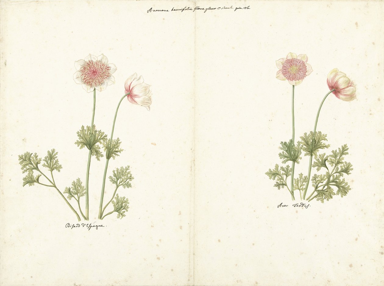 Twee studies van anemonen door C. Baak