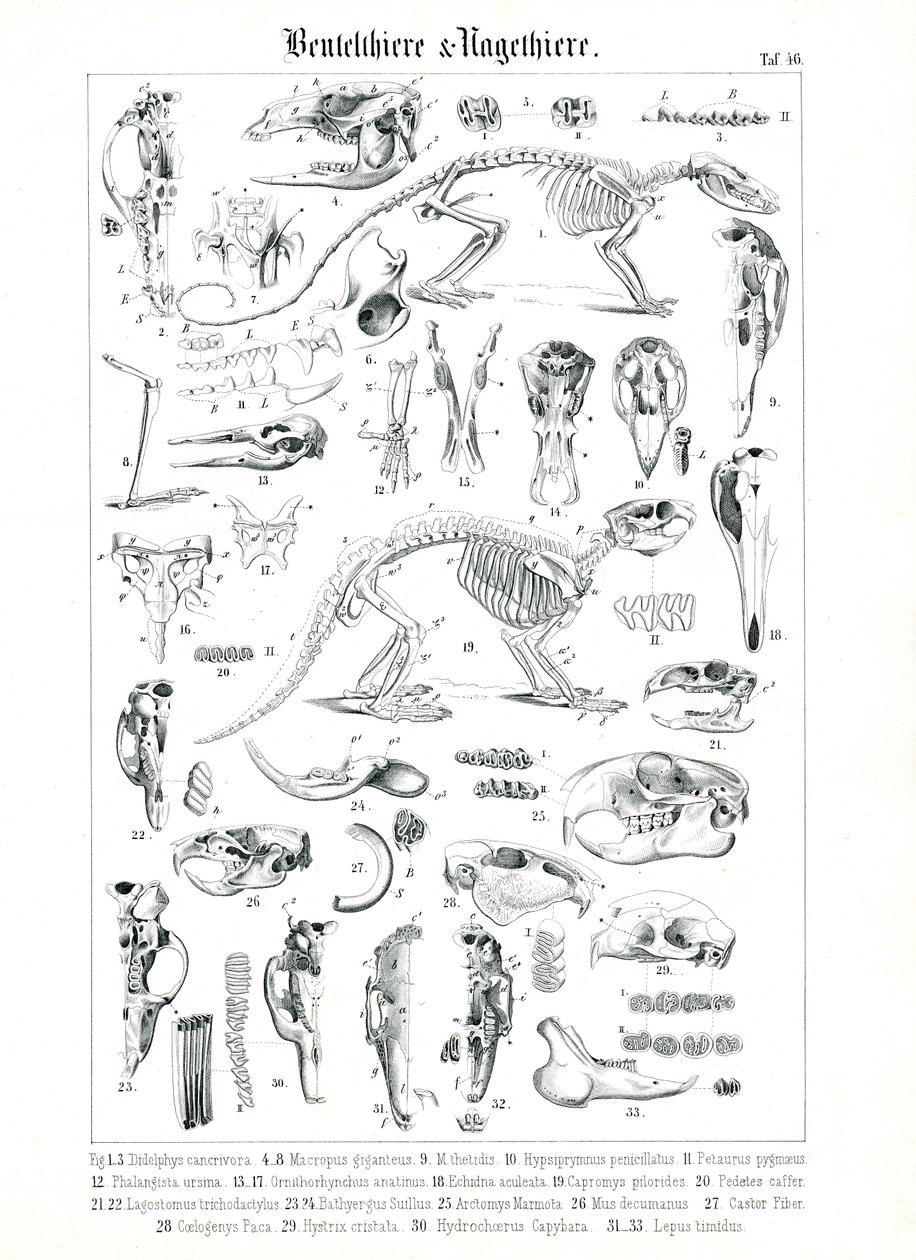 Anatomische illustratie van buideldieren en knaagdieren door C. Roth