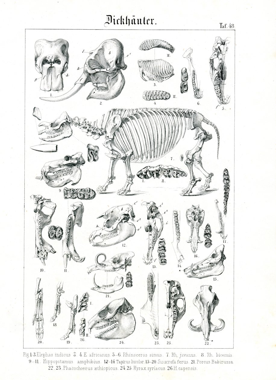 Anatomische illustratie van pachydermen door C. Roth