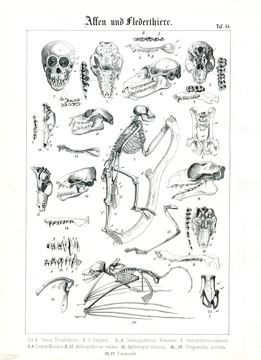 Vergelijkende anatomie van primaten en vleermuizen door C. Roth