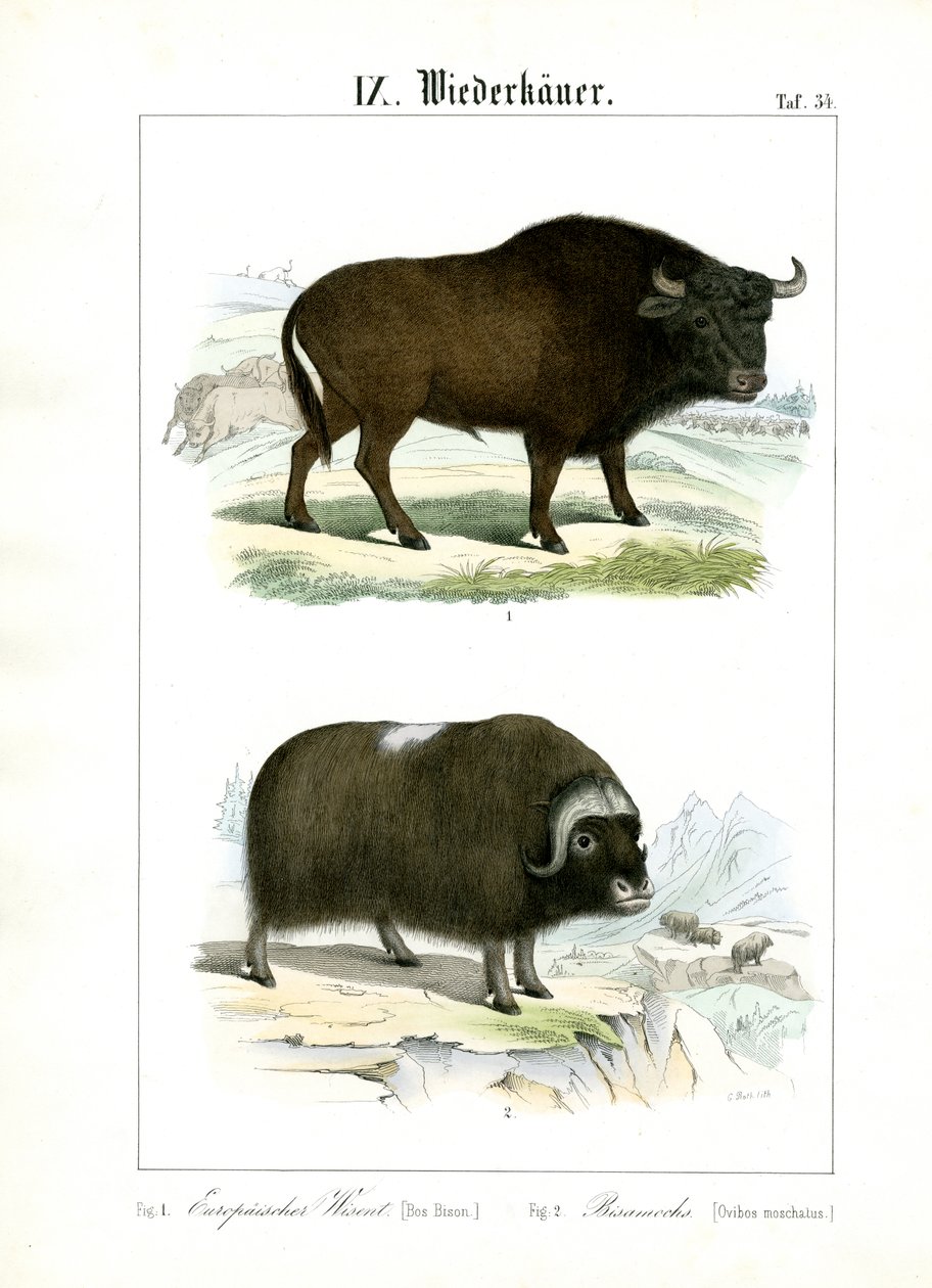 Europese bizon en muskusos door C. Roth