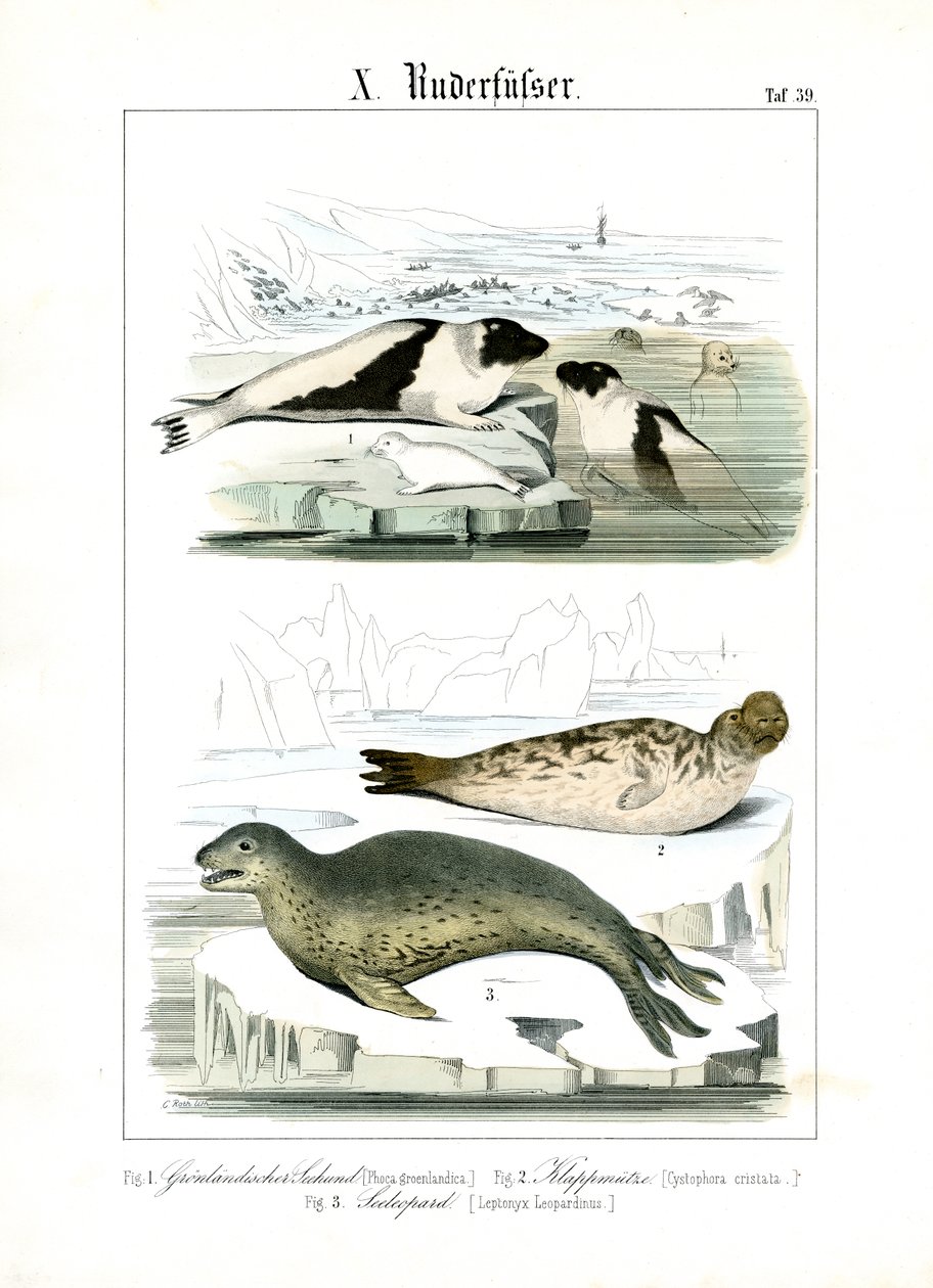 Zeehonden in de Arctische wateren door C. Roth