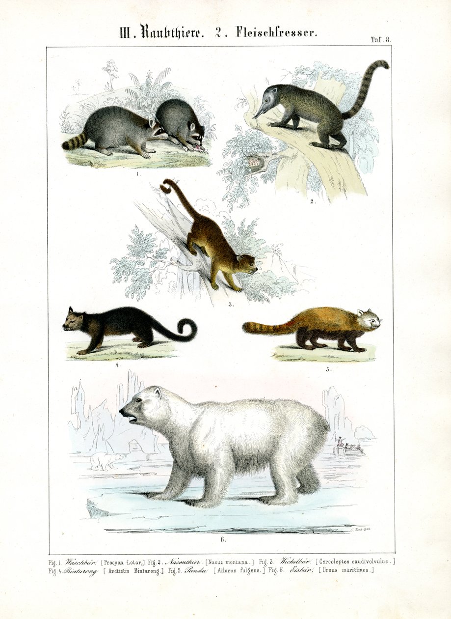 Kleine carnivoren en ijsberen door C. Roth