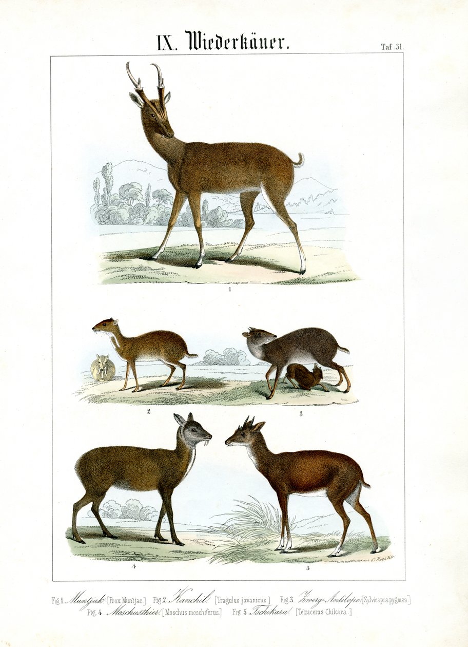 Diverse kleine herkauwers uit Azië door C. Roth