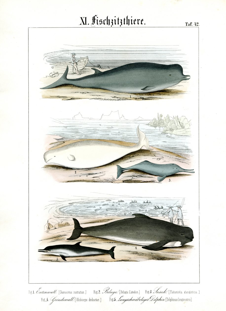 Walvissen en dolfijnen in hun mariene habitat door C. Roth