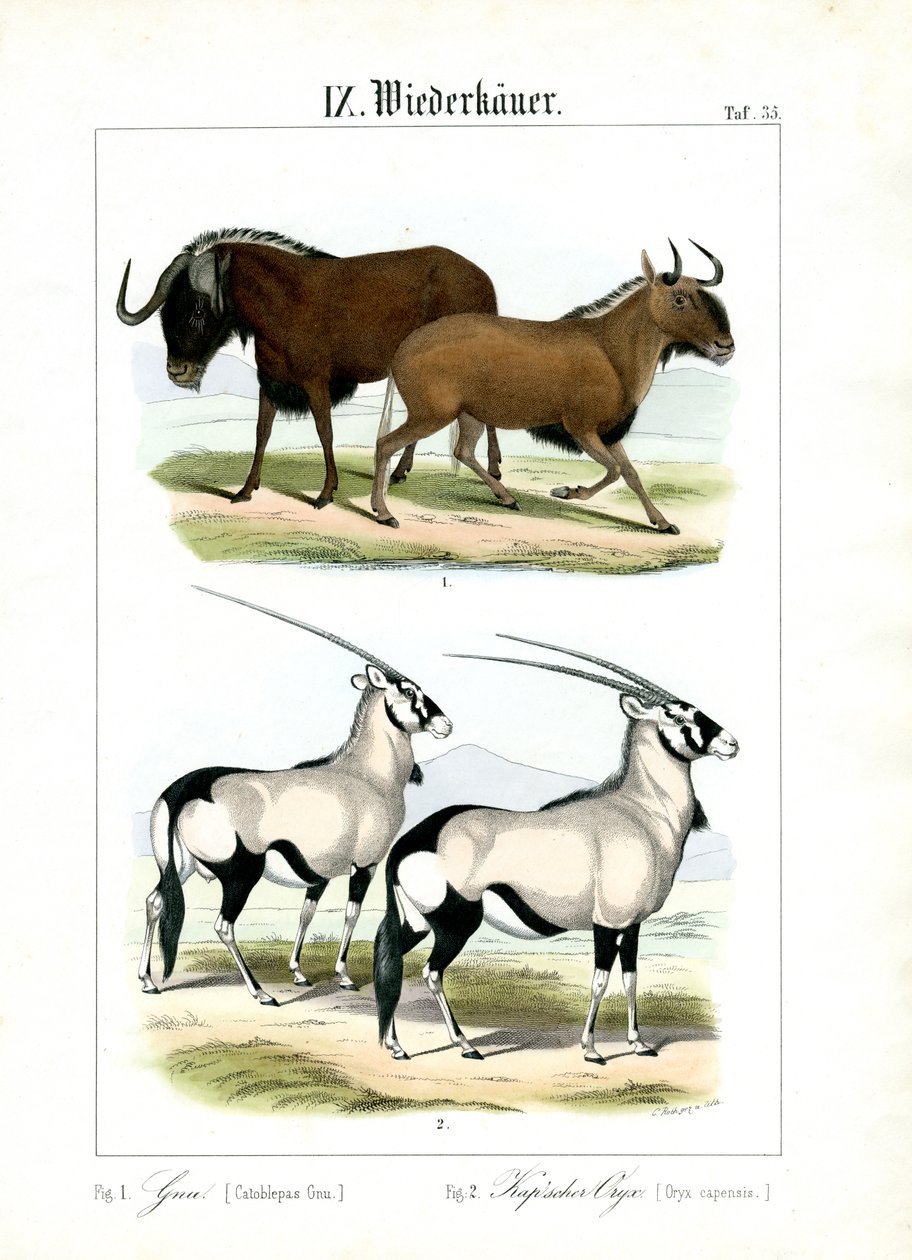 Wildebeest and Gemsbok door C. Roth