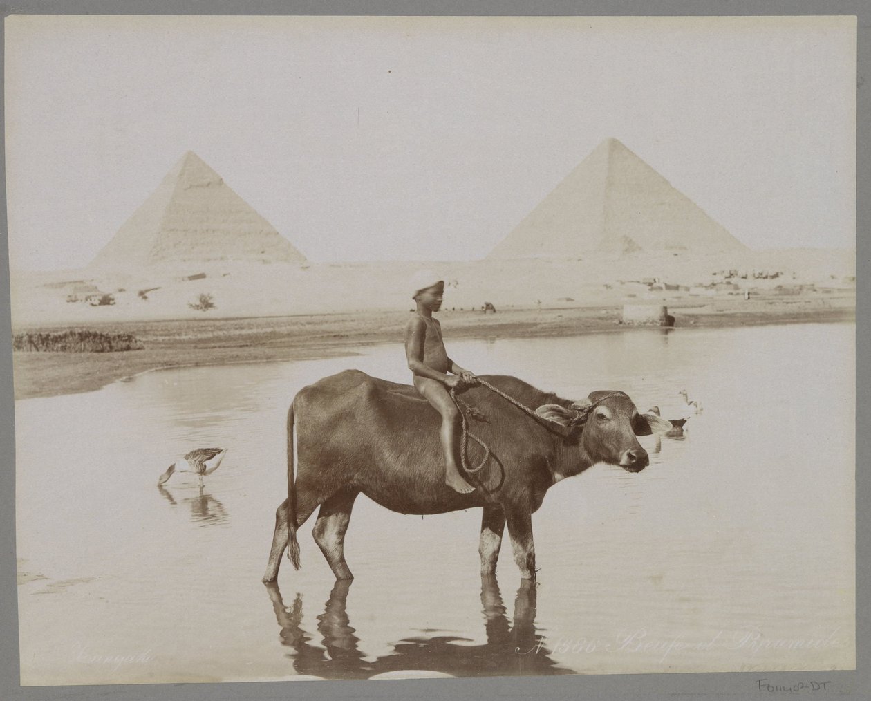 Jongen op een buffel met op de achtergrond twee piramides in Egypte door C. and G. Zangaki