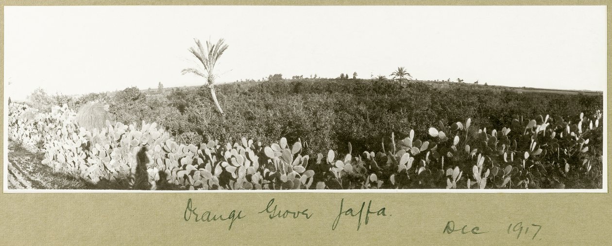 Sinaasappelboomgaard, Jaffa, december 1917 door Capt. Arthur Rhodes