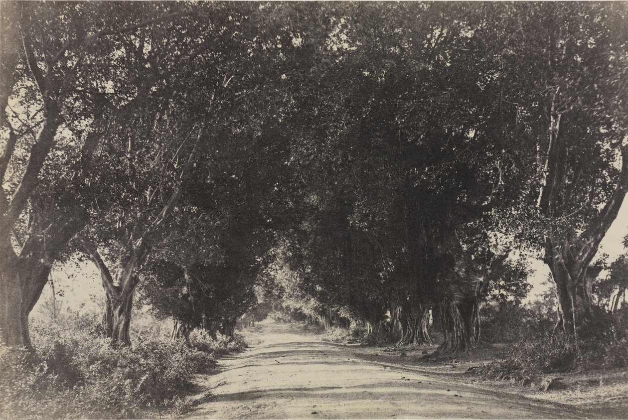 Laan van de Banianbomen, Seringham, India, 1858 door Captain Linnaeus Tripe