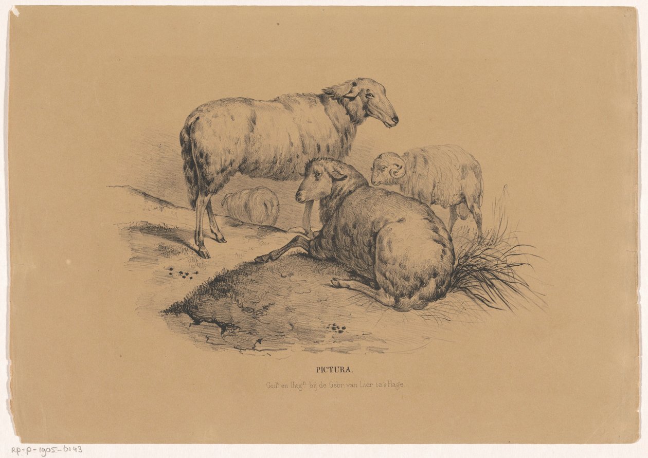 Vier schapen door Carel Christiaan Antony Last