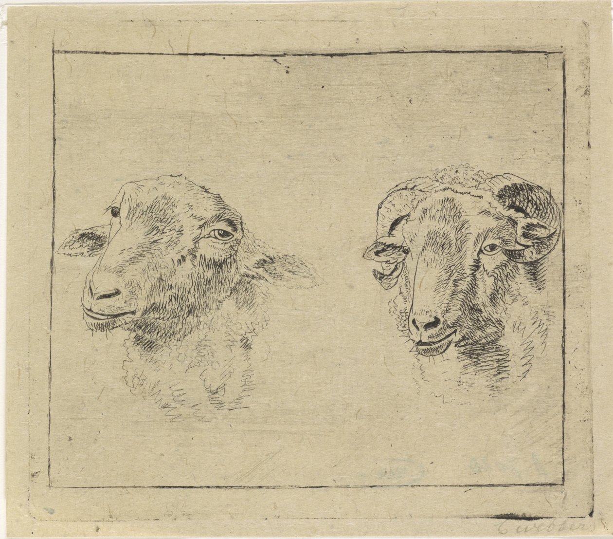 Kop van een ram en kop van een schaap door Carel Webbers