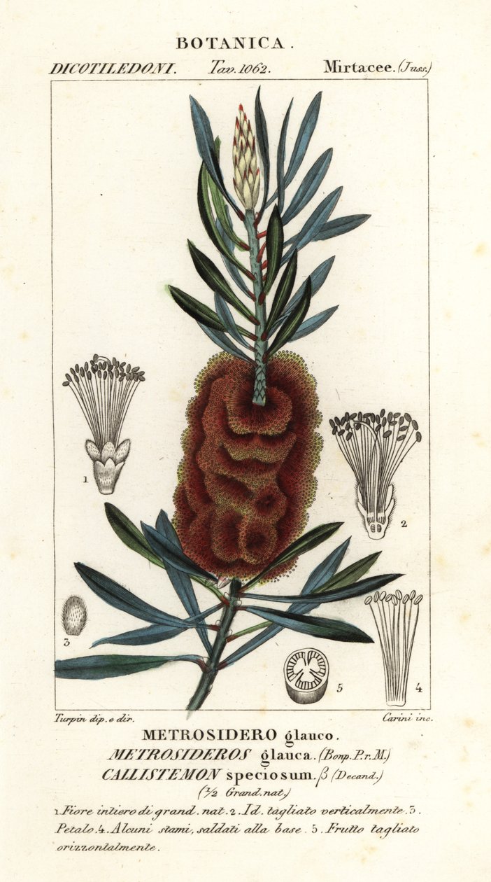Albany flesborstel, Callistemon speciosus door Carini Carini