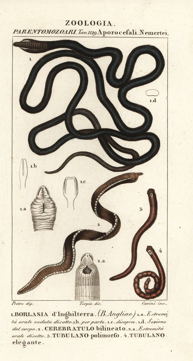 Snoerworm, Lineus longissimus 1, Borlasia angliae 1, slurfworm, Cerebratulus bilineatus 2, Cerebratulus bilineatus 2, lintworm, Tubulanus polimorphus 3, Tubulanus elegans 4 door Carini Carini