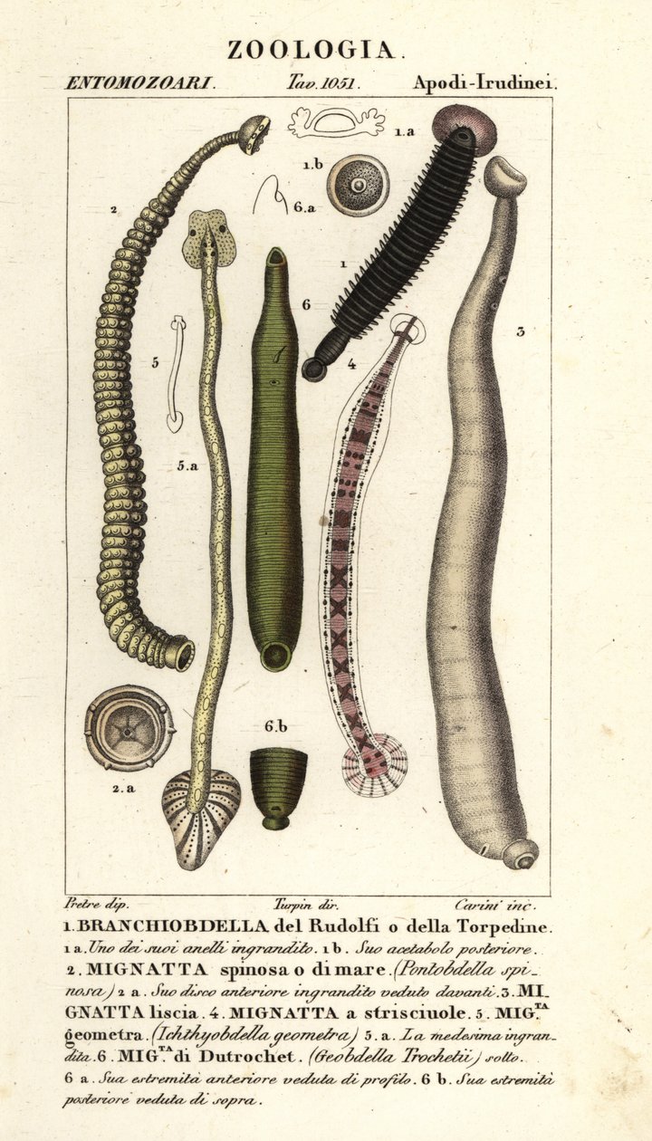 Visbloedzuiger en zoetwaterbloedzuigers: Branchiobdellida, Pontobdella spinosa, Whitmania laevis, Hirudo vittata, Piscicola geometra, Ichthyobdella geometra, Geobdella trochetii door Carini Carini