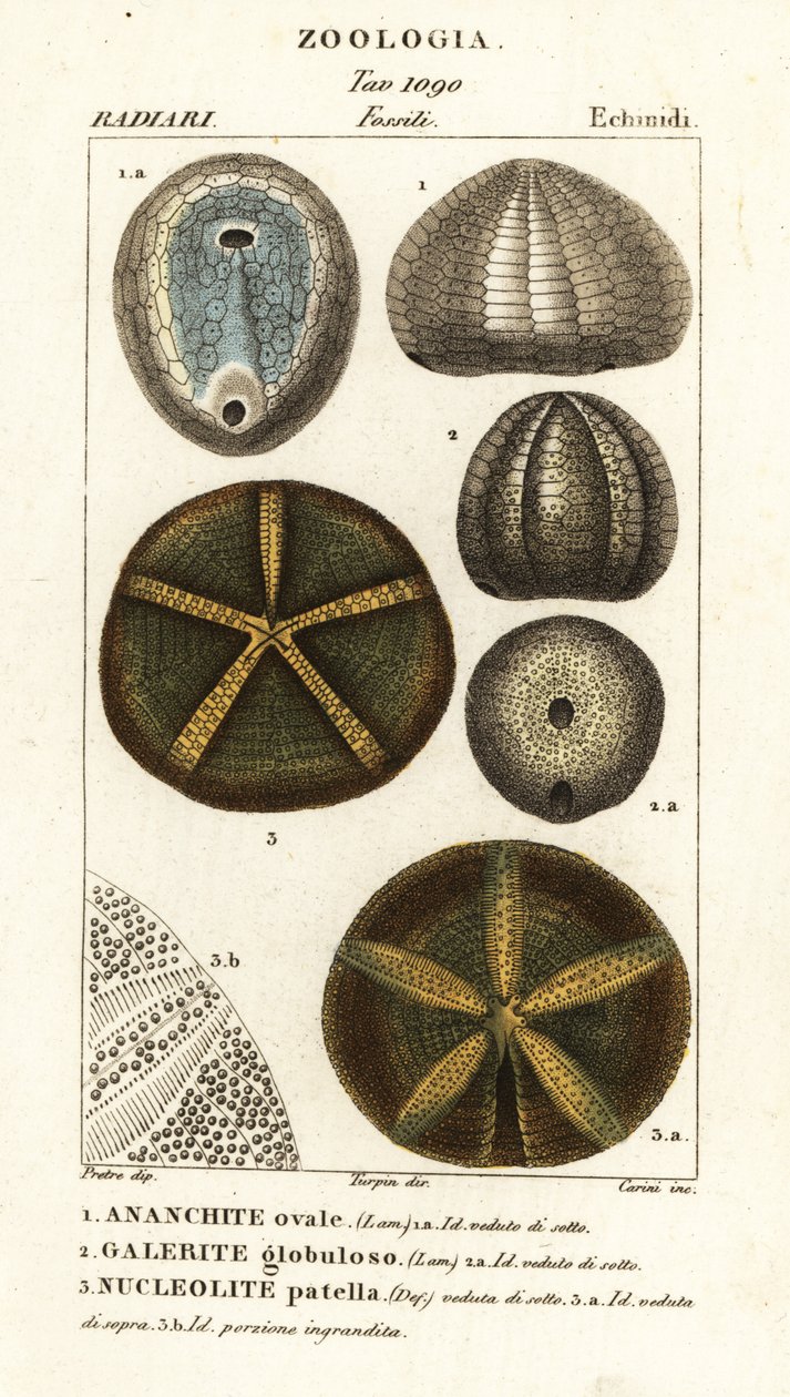 Fossielen van uitgestorven zee-egels: Echinocorys (Ananchites), Galerites globulosus en Nucleolites patella door Carini Carini