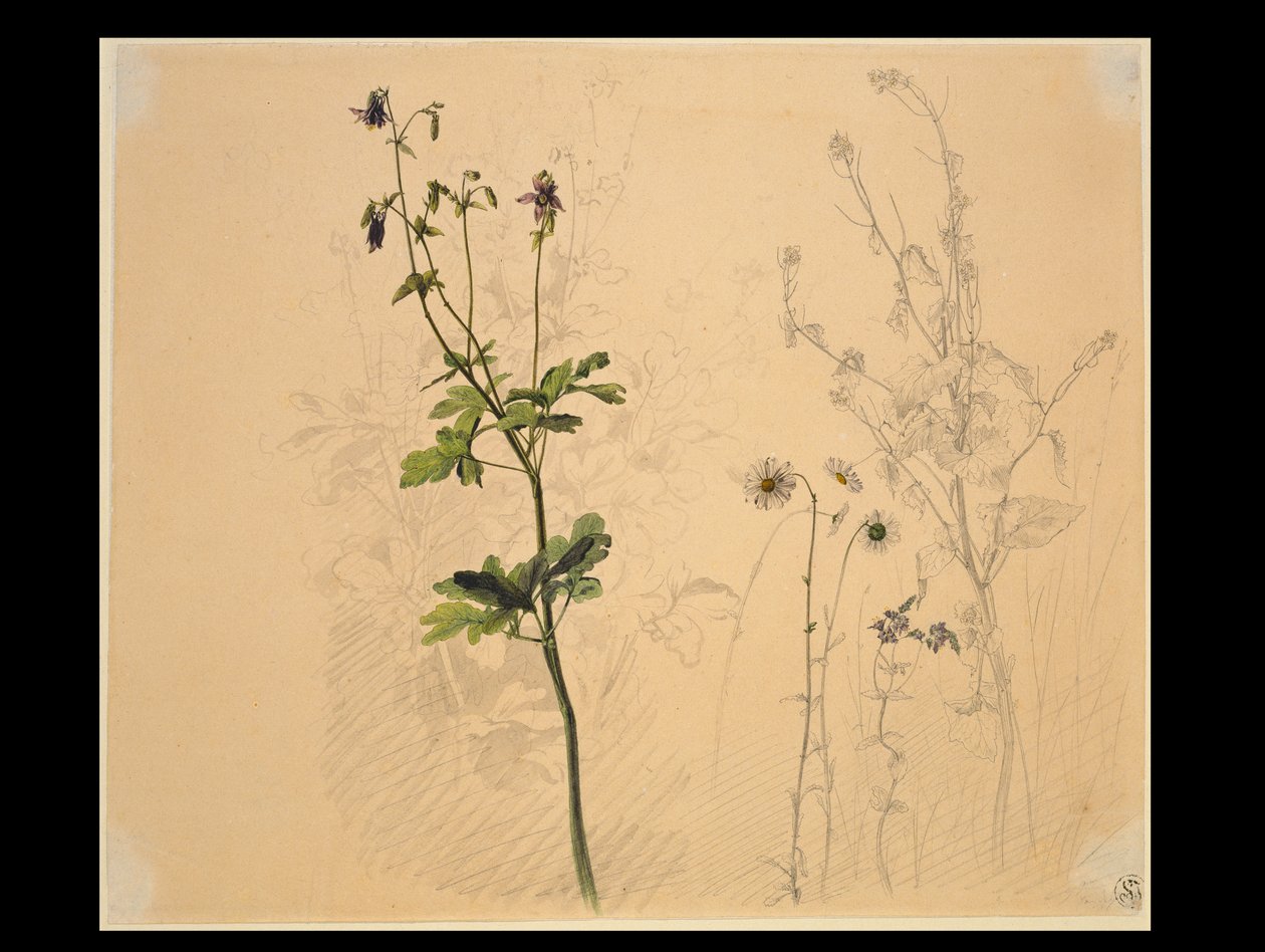 Akelei, margriet, knoflookkruid en mannetjesbloem door Carl Philipp Fohr