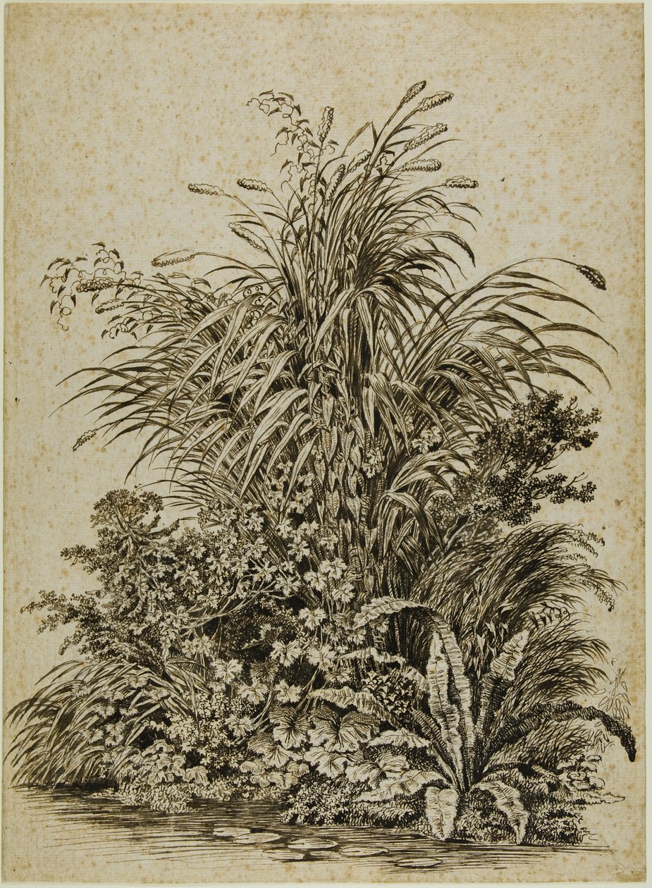 Planten aan de waterkant door Carl Wilhelm Kolbe the elder