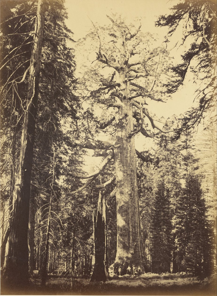 Sequoia Gigantea door Carleton E. Watkins