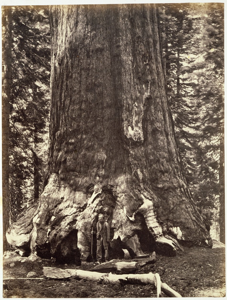 Basis van de Grizzly Giant, uit The Yosemite Book: A Description of the Yosemite Valley and the Adjacent Region of the Sierra Nevada, and of the Big Trees of California, door Josiah Dwight Whitney door Carleton E. Watkins