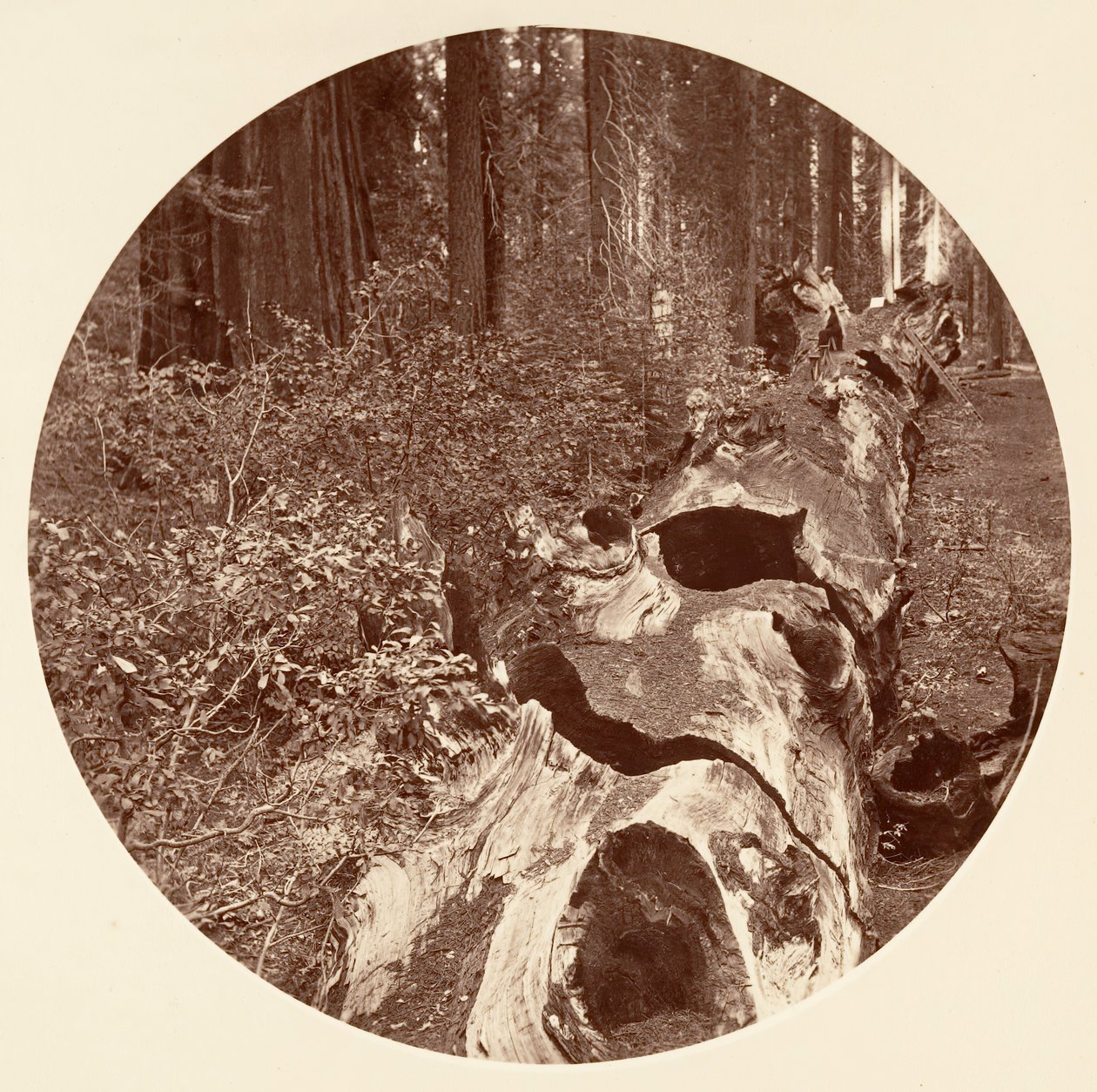 Auld Reckie - C. Grove, ca. 1878 door Carleton Emmons Watkins