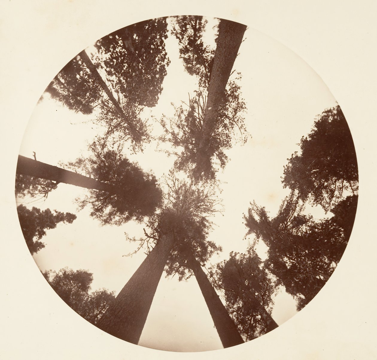 Kijken omhoog tussen de suikerpijnbomen - Calaveras Grove, ca. 1878 door Carleton Emmons Watkins