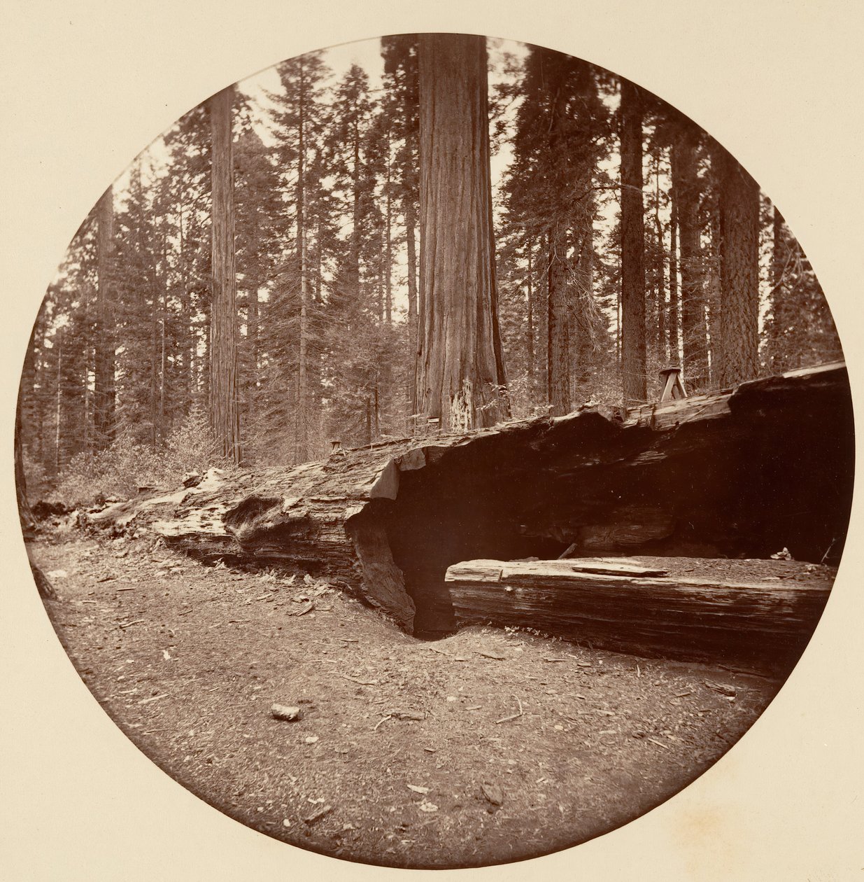 Mammoth Three Grove Hotel Calaveras Co Cal. door Carleton Emmons Watkins