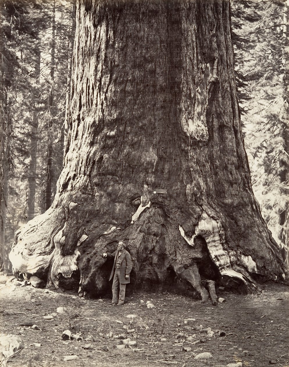 Sectie van de Grizzly Giant door Carleton Emmons Watkins